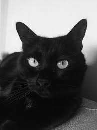 Untitled Kedi Siyah