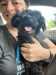 Found small terrier cross in Mount Eden