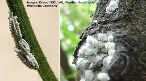 White flies are easy to identify. Mealybugs On Plants Effective Ways To Kill These White Bugs