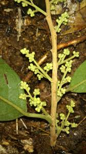Image result for Metteniusaceae