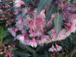 We did not find results for: Top Ten Large Australian Trees Gardening With Angus