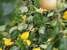 The Road To Apples 美味しいりんごができるまで 夏秋 葉摘み編 いいいいいいづな いいをみつける飯綱町のwebマガジン