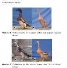 Check spelling or type a new query. Pengertian Dan Ciri Ciri Itik Alabio Elinotes Review
