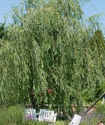 Image result for Salix babylonica