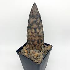 Image result for Sansevieria kirkii