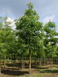 Image result for Juglans