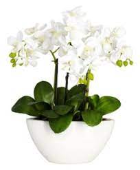 Check spelling or type a new query. New Baby Flowers And Gifts Archives Flower Shop Clontarf Dublin Ireland