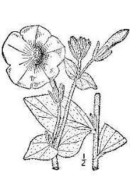 Image result for Petunia axillaris