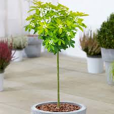 Maybe you would like to learn more about one of these? Choisya Sundance Tree Potted Mexican Orange Blossom Evergreen Ornamental Plant Trees For Small Gardens Standard Stem Plants 70 80cm Incl Pot Buy Online In Belgium At Desertcart Be Productid 202393093