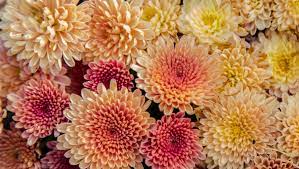 Anmelden konto und listen anmelden konto und listen warenrücksendungen und bestellungen entdecken sie prime einkaufswagen. The Prettiest Fall Wedding Flowers David S Bridal Blog