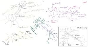Aufgabenkompendium Im Lehramt Biologie Macht Core Science Practices Fur Den Universitaren Unterricht Erfahrbar School Of Education Face