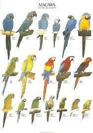 Ladygouldianfinch Com Bird Posters Beautiful Birds Bird