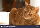 American Shorthair European Shorthair Cat