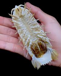 Image result for Isodon ramosissimus