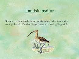 For the modern county, see västerbotten county. Vasterbotten Vasterbottens Landskapsvapen Ar En Ar Silver Ren Med Stjarnor I Bakgrunden Man Har Inte Bestamt Hur Manga Stjarnor Det Ska Vara Landskapsvapnet Ppt Ladda Ner