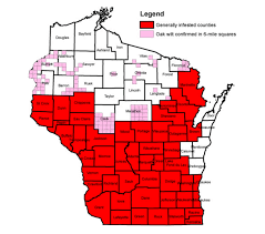 The disease is a particularly serious problem for species in the red oak group such as northern red, northern pin and black oaks. Oak Wilt Affects Red And White Oaks In Southern Wisconsin