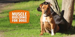 If your dog is really struggling to pack on the pounds, don't worry about creating a picky eater. Muscle Building For Dogs Strategies Nutrition Exercising Diet Faqs