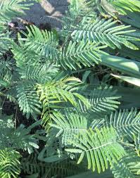 Image result for Acacia dealbata