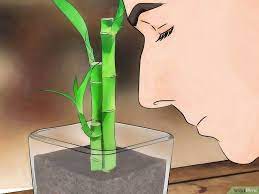 How To Take Care Of Lucky Bamboo 12 Steps With Pictures Bambu Da Sorte Como Plantar Bambu Como Cuidar De Plantas