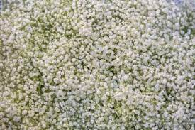 Starting New Baby S Breath Plants How To Propagate Baby S Breath Flowers