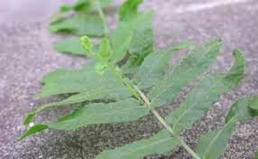 Image result for Ampelopteris prolifera