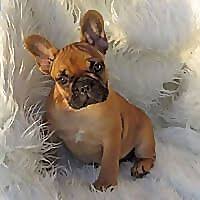Sadly, like so many other purebred dogs, they are at risk caring for your french bulldog. Duvfg4o Bxfgfm