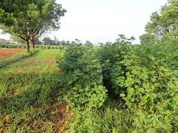 Jul 06, 2020 · while an unimproved land loan isn't as risky as a raw land loan, it can still be difficult to obtain, so make sure you have a detailed plan, large down payment, and strong credit score. Groups Make It Easier Than A Loan Alone Syngenta