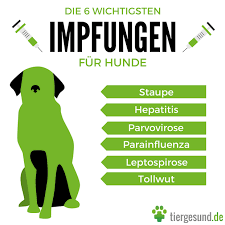 In order to ensure lasting immunity russian scientists came up with a. Hund Impfen Wann Wie Oft Tiergesund De