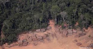 Maybe you would like to learn more about one of these? How To Spot Red Flags Of Illegal Logging In Your Supply Chain Fm