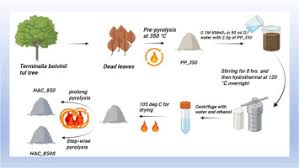 Image result for Terminalia boivinii