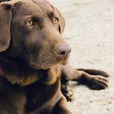 These babies come to you socialized with children, vet checked and. Wnc K9 Dog Training Asheville Nc Gail Hubbard