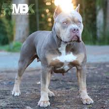 Contact us if you are interested in placing a deposit on a current or future breeding or available bama blue bullies xl bully puppy. Xl Pitbulls Xl Bullies Puppies Blue Nose Pits Monster Bully Kennels