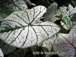 Caladium Caladium Flowering House Plants Christmas Plants