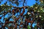 Image result for Diospyros batocana