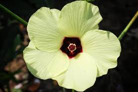 Image result for Abelmoschus