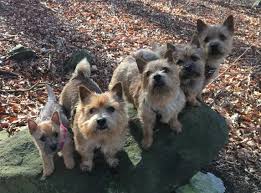 Nutzen sie die aktuellen angebote zum verkaufen und kaufen im haustieranzeiger. Norwich Terrier Vom Blauen Granit Norwich Terrier Zuchter Aus Sachsen