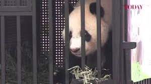 This was the fourth attempt at helping jia jia and her mate, kai kai, conceive through artificial insemination. Pandas Kai Kai And Jia Jia Arrive In Singapore Sept 6 2012 Youtube