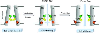 Proton model, price, promotion, monthly installment & free gift. A Unique Activation Promotion Mechanism Of The Influenza B M2 Proton Channel Uncovered By Multiscale Simulations Physical Chemistry Chemical Physics Rsc Publishing Doi 10 1039 C9cp00130a
