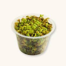 Image result for Azolla