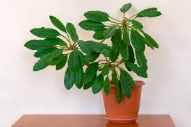 Image result for Euphorbia lissosperma