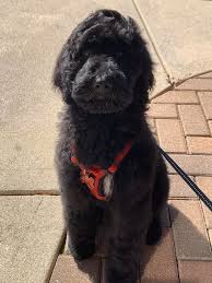 Find out more about the breed, plus we'll give you some tips on finding a reputable breeder of mini goldendoodle puppies. Goldendoodle Breeder Near Charlotte Asheville North Carolina