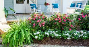Check spelling or type a new query. Encore Azalea More Blooms More Often