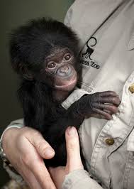 Baby bonobo nursery at lola ya bonobo. Bonobo Zooborns