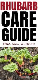 How To Grow And Care For Rhubarb Growing Rhubarb Rhubarb Plants Rhubarb