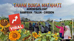 Namun untuk bisa berbunga sepertinya butuh waktu sekitar 90 hari. Virall Taman Bunga Matahari Agrowisata Kelompok Wanita Tani Sampiran Cirebon Youtube