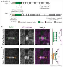 We did not find results for: Plant Cell Division Defining And Finding The Sweet Spot For Cell Plate Insertion Sciencedirect