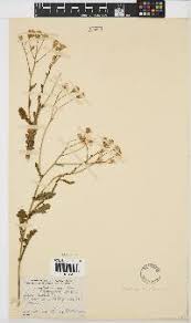 Image result for Senecio hastatus