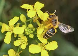 Image result for Berlinia orientalis