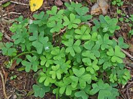 Image result for Oxalis pes-caprae