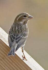 Small Bird With Red Head And Chest Purple Finch Finches Bird Pet Birds Backyard Birds